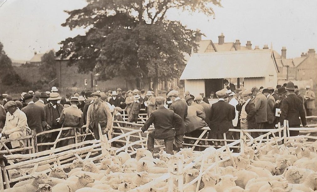 Livestock Market c1910