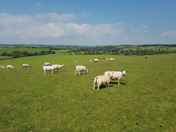 Sheep on Tolsford Hill