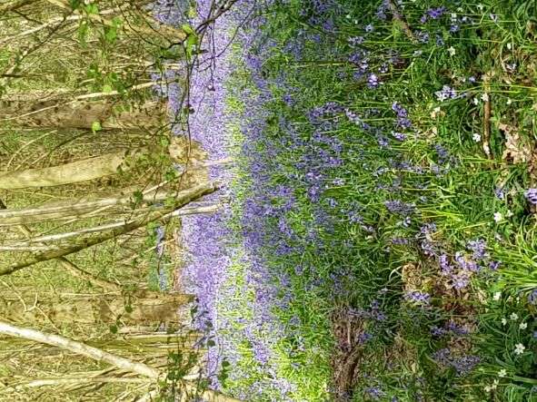 Bluebells