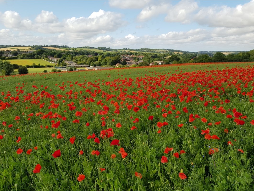 Poppies above Lyminge